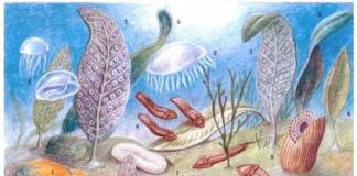 Основные этапы эволюции растительного и животного мира