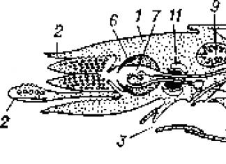 Тип Моллюски: общая характеристика IV