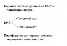 Презентация «Центральная нервная система Скачать презентацию на тему центральная нервная система