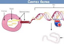 Izražanje genov med biosintezo beljakovin