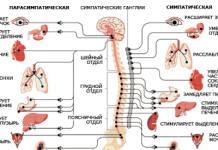 Žmogaus centrinė nervų sistema Žmogaus nervų sistemos diagramos dalys