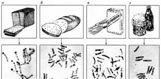 Gjenetika mjekësore Gjatë deshifrimit të gjenomit të insekteve, u zbulua se