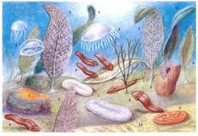 مراحل اصلی تکامل گیاهان و جانوران