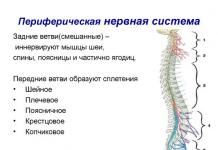 Sistemul nervos central: funcții, caracteristici, anatomie
