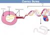 Expression des gènes pendant la biosynthèse des protéines