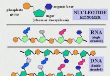 ATP-molekyl i biologi: sammensetning, funksjoner og rolle i kroppen ATP er preget av det faktum at det har en polymerstruktur