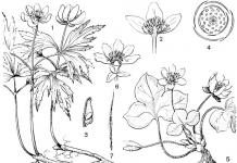 Familia Ranunculaceae - ranunculaceae: descriere Plantă erbacee ornamentală din familia ranunculaceae