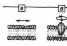 Pagrindinės membranos baltymų funkcijos Baltymų vaidmuo membranos funkcionavime